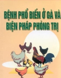 Biện pháp phòng trị bệnh phổ biến ở gà: Phần 1