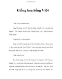 Giống hoa hồng VR4