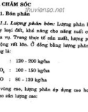 Hướng dẫn trồng cà chua: Phần 2