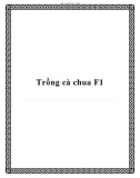 Trồng cà chua F1