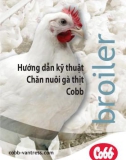 Hướng dẫn kỹ thuật chăn nuôi gà thịt cobb