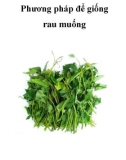 Phương pháp để giống rau muống