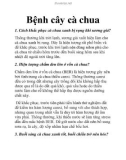 Bệnh cây cà chua