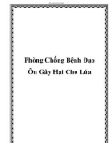 Phòng Chống Bệnh Đạo Ôn Gây Hại Cho Lúa