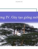 Giống Cây Rừng - Chương 4