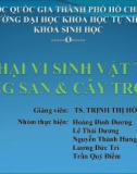 Bài thuyết trình: Tác hại vi sinh vật trên nông sản và cây trồng