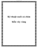 Kỹ thuật nuôi cá chim biển vây vàng