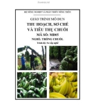 Giáo trình Thu hoạch, sơ chế và tiêu thụ chuối - MĐ05: Trồng chuối