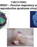 Bài giảng Virus học thú y: Virus PRRS - PGS.TS. Nguyễn Bá Hiên