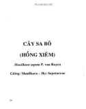 Kỹ thuật phòng trị côn trùng và nhện gây hại cây ăn trái (chôm chôm, sa pô): Phần 2