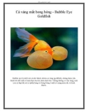 Cá vàng mắt bong bóng - Bubble Eye Goldfish