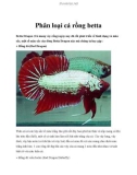 Phân loại cá rồng betta