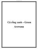 Cá rồng xanh – Green Arowana