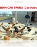 Bài giảng Bệnh cầu trùng (Coccidiosis)