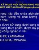 Bài giảng Kỹ thuật nuôi trồng rong nguyên liệu chiết xuất Alginate