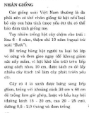 Kỹ thuật trồng xoài part 2