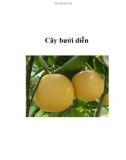 Cây bưởi diễn