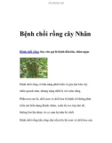 Bệnh chổi rồng cây Nhãn