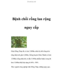 Bệnh chổi rồng lan rộng nguy cấp