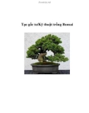 Tạo gốc to/Kỹ thuật trồng Bonsai