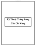 Kỹ Thuật Trồng Rong Câu Chỉ Vàng