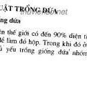 Kỹ thuật trồng Cây dứa: Phần 2