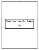 Sinh Sản Của Heo Rừng Lai