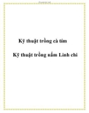 Kỹ thuật trồng cà tím - Kỹ thuật trồng nấm Linh chi