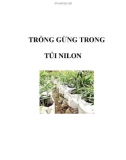 TRỒNG GỪNG TRONG TÚI NILON