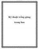 Các kỹ thuật trồng gừng trong bao