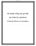 Kỹ thuật trồng cây gió bầu tạo trầm kỳ (Aquilaria Crassna Pierre ex Lecomte)