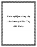 Kinh nghiệm trồng cây trầm hương ở Đức Thọ (Hà Tĩnh)