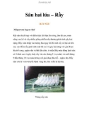 Sâu hai lúa – Rầy