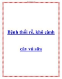 Bệnh thối rễ, khô cànhcây vú sữa