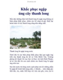 Khắc phục ngập úng cây thanh long