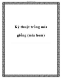 Kỹ thuật trồng mía giống (mía hom)