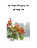 Kỹ thuật trồng cây hoa phượng tím