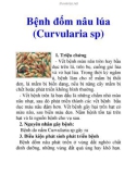 Bệnh đốm nâu lúa (Curvularia sp)