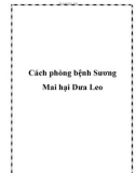 Cách phòng bệnh Sương Mai hại Dưa Leo