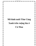 Mô hình nuôi Tôm Càng Xanh trên ruộng lúa ở Cà Mau