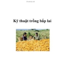 Kỹ thuật trồng bắp lai