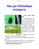 Sâu gai (Dicladispa armigera)