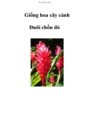 Giống hoa cây cảnh Đuôi chồn đỏ