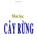 Cây rừng