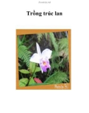 Trồng trúc lan