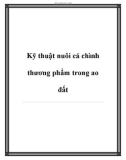 Kỹ thuật nuôi cá chình thương phẩm trong ao đất