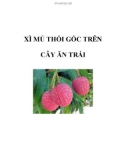 XÌ MỦ THỐI GỐC TRÊN CÂY ĂN TRÁI