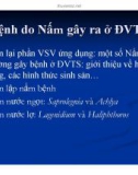 Bệnh học thủy sản : Bệnh do nấm part 1