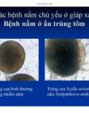 Bệnh học thủy sản : Bệnh do nấm part 6