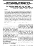 Ảnh hưởng của vi khuẩn cố định đạm Rhodobacter sphaeroides đến năng suất lúa trồng trên đất mặn huyện Hồng Dân, tỉnh Bạc Liêu trong điều kiện nhà lưới